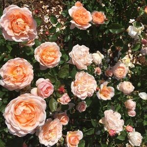 Meet your Posher, Caroline